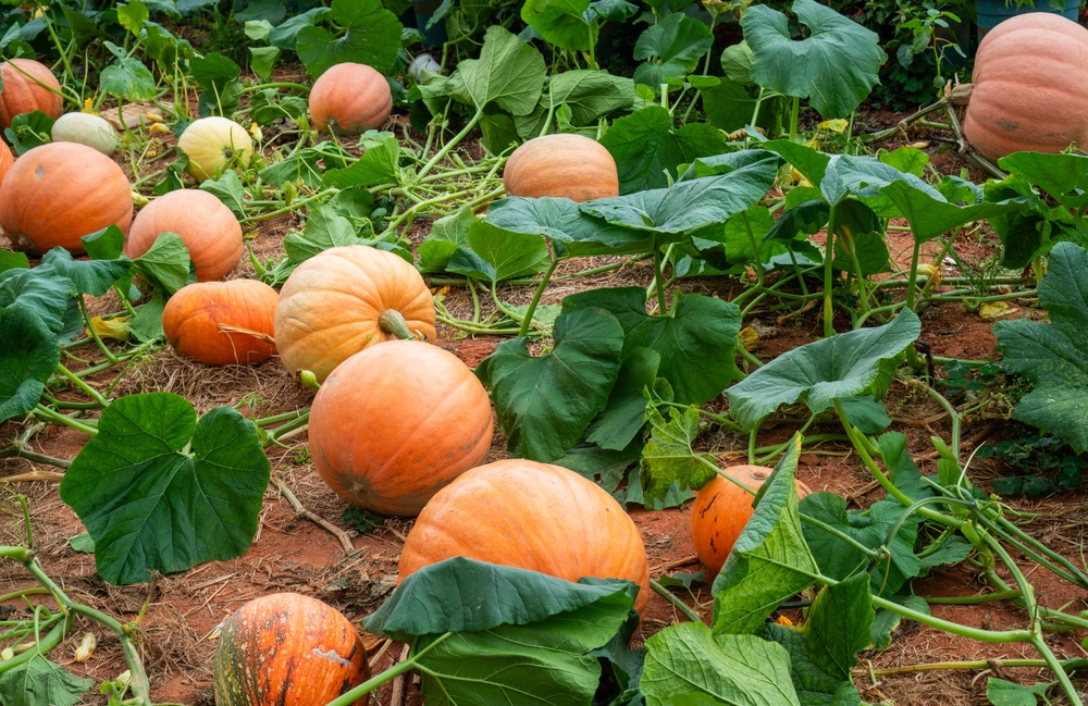 Pumpkin patch