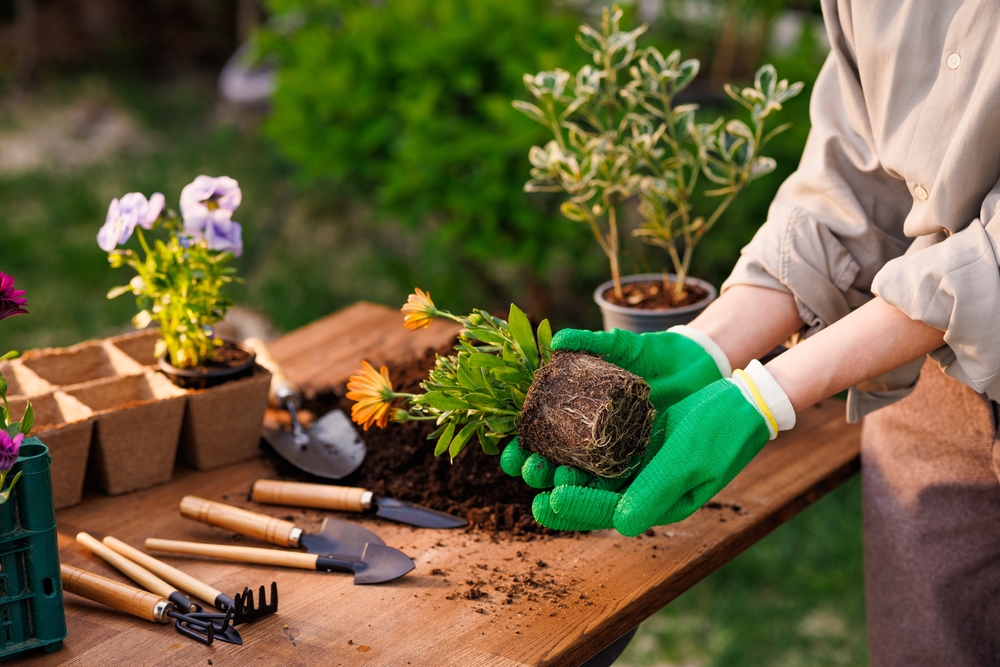 gardener plants flowers in the garden close-up, garden care, gardening concept